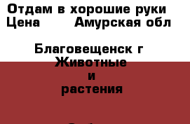 Отдам в хорошие руки › Цена ­ 0 - Амурская обл., Благовещенск г. Животные и растения » Собаки   